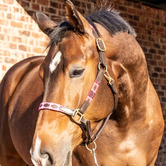 Bridles9