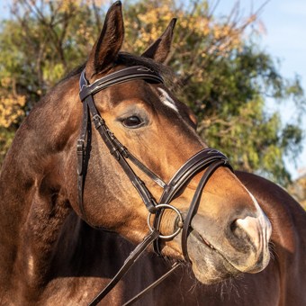 Halter1